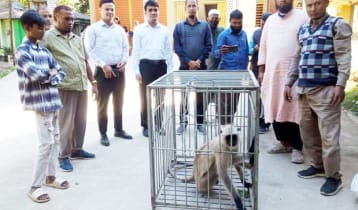 সেই হনুমানের স্থান হলো রংপুর চিড়িয়াখানায়