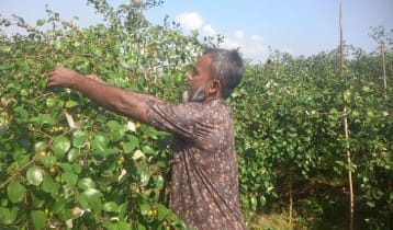 বরই থেকে ৫ লাখ টাকা আয়ের সম্ভাবনা দেখছেন গিয়াস