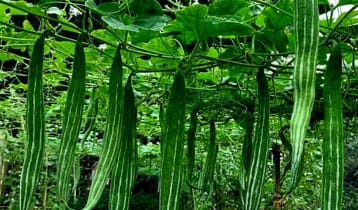 ৩০ হাজারের চিচিঙ্গায় লাভের আশা ২ লাখ