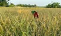 মাদারীপুরে পড়ে থাকা জমিতে চাষ, আমনের বাম্পার ফলন