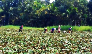 সাতক্ষীরায় বেড়েছে পানি ফলের চাষ, বিঘাপ্রতি লাভ ৭০ হাজার