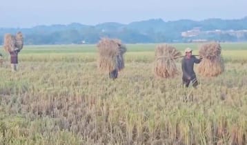 খাগড়াছড়ির বিস্তীর্ণ মাঠে সোনালি ধানের হাসি