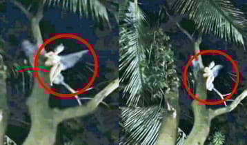 পরী সদৃশ্য রহস্যময় প্রাণি দেখার দাবি