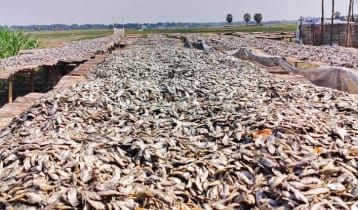 চাহিদা বাড়ছে নড়াইলে প্রস্তুতকৃত দেশি মাছের শুঁটকির