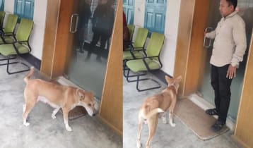 আট কুকুরছানা হত্যায় মামলা, সরকারি কর্মকর্তার স্ত্রী গ্রেপ্তার