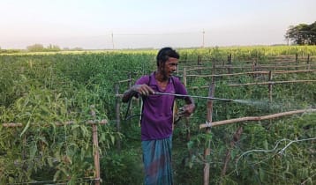 আগাম টমেটো চাষে ‘ফিল কার্ল’ ভাইরাসের হানা, দুশ্চিন্তায় কৃষক