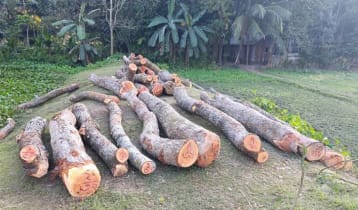 সরকারি গাছ কাটায় বিএনপি নেতার বিরুদ্ধে মামলা