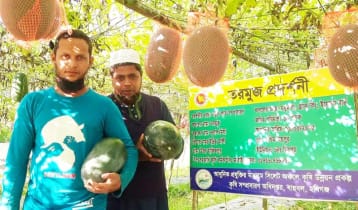অসময়ের ব্ল্যাক বেবি তরমুজ চাষে চমক দেখালেন দুলাল