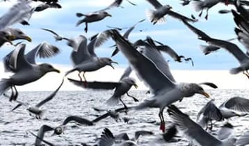 পশুপাখিরা কী ভূমিকম্পের পূর্বাভাস পায়?