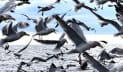 পশুপাখিরা কী ভূমিকম্পের পূর্বাভাস পায়?