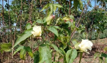 গাজীপুরে ফুটল ফুটি কার্পাস: মসলিন পুনরুদ্ধারে সম্ভাবনার দ্বার খুলছে