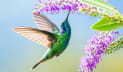 প্রতি সেকেন্ডে ৫০ বার ডানা ঝাপটাতে পারে হামিং বার্ড
