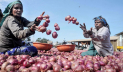 রবিবার থেকে সীমিত আকারে পেঁয়াজ আমদানির অনুমতি