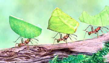 পৃথিবীতে বসবাসকারী মানুষ আর পিঁপড়ার ওজন সমান!