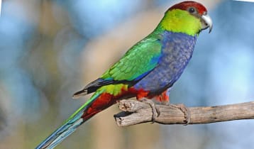 বিরক্ত হলে গাছের চূড়ায় উঠে যায় ‘লাল ঝুটি টিয়া’