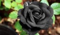 কালো গোলাপ প্রেম নাকি মৃত্যুর প্রতীক?