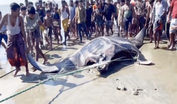 টেকনাফে ধরা পড়ল ২২ মণ ওজনের ‘শাপলাপাতা’ মাছ