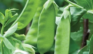 শীতকালে শিম খাওয়ার অনেক উপকারিতা