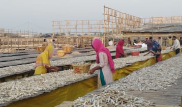 কক্সবাজারে শুটকি উৎপাদনের ধুম, রপ্তানির টার্গেট ৪০০ কোটি টাকা