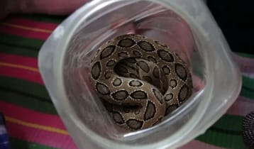 সাপে কামড়ের পর জ্যান্ত রাসেলস ভাইপার নিয়ে হাসপাতালে কৃষক
