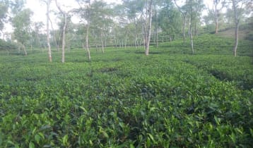 চায়ের রাজ্যে শীতের দাপট 