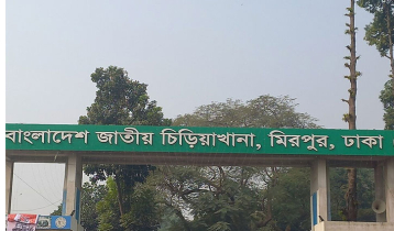 চিড়িয়াখানায় খাঁচার বাইরে সিংহ, নিয়ন্ত্রণের চেষ্টা কর্তৃপক্ষের