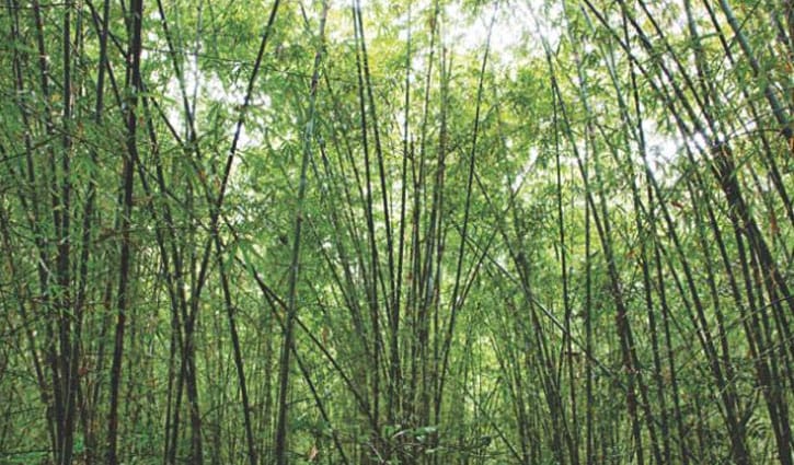 নিখোঁজের ৩ দিন পর কিশোরের ঝুলন্ত লাশ উদ্ধার