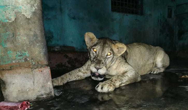 আড়াই ঘণ্টা বাইরে থেকে খাঁচায় ফিরল সিংহী ডেইজি
