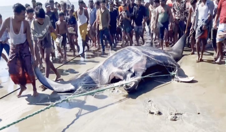 টেকনাফে ধরা পড়ল ২২ মণ ওজনের ‘শাপলাপাতা’ মাছ