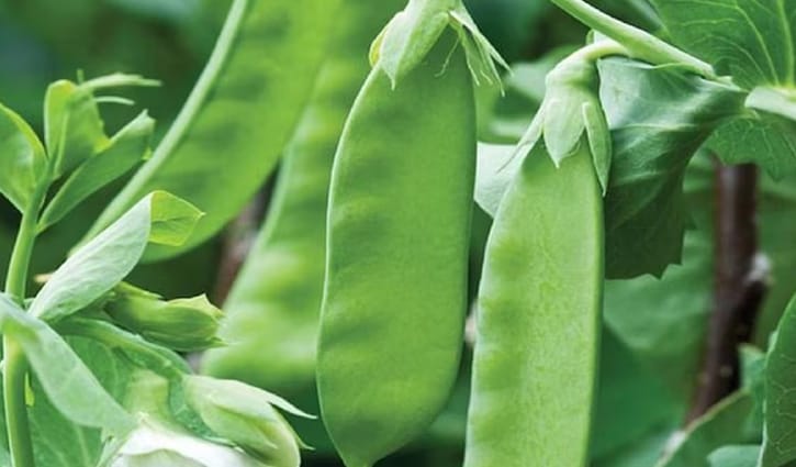 শীতকালে শিম খাওয়ার অনেক উপকারিতা