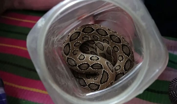সাপে কামড়ের পর জ্যান্ত রাসেলস ভাইপার নিয়ে হাসপাতালে কৃষক