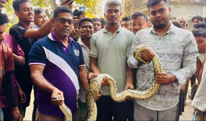 মগডালে অজগর