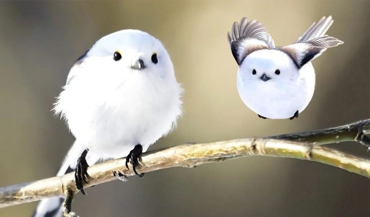 শীতকাল এলেই ‘স্নো ফেইরি’ হয়ে যায় বরফের বলের মতো