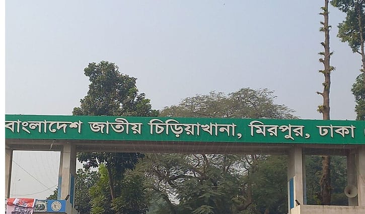 চিড়িয়াখানায় খাঁচার বাইরে সিংহ, নিয়ন্ত্রণের চেষ্টা কর্তৃপক্ষের
