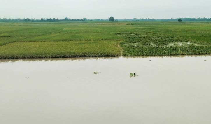 চাঁপাইনবাবগঞ্জে এক রাতের বৃষ্টিতে ৪৪৫৯ হেক্টর জমির ফসল ক্ষতির মুখে