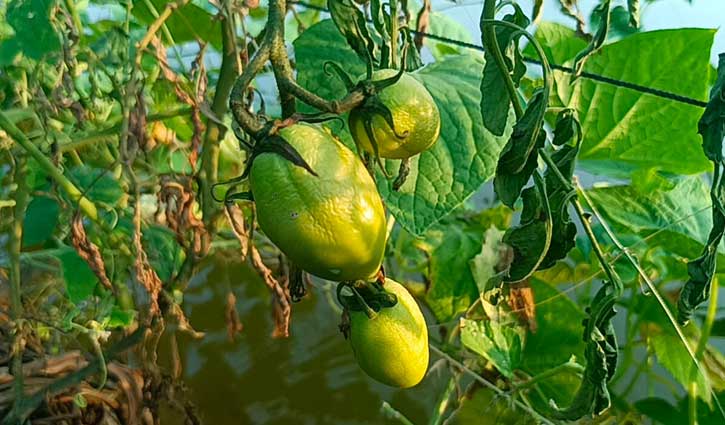 গোপালগঞ্জে মরছে টমেটো গাছ, কৃষক দিশেহারা