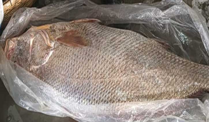 বঙ্গোপসাগরে ধরা পড়েছে ২১ কেজির পোয়া, দাম উঠেছে লাখ টাকা