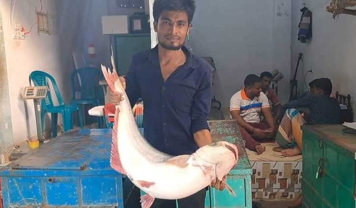 পদ্মা-মেঘনায় ঝাঁকে ঝাঁকে ধরা পড়ছে পাঙ্গাস
