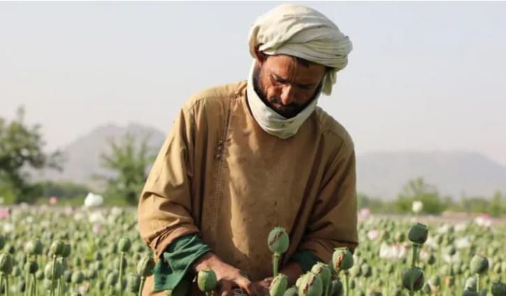 তালেবানের নিষেধাজ্ঞায় আফগানিস্তানে ব্যাপকভাবে কমেছে আফিম চাষ