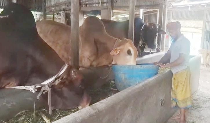 মানিকগঞ্জে গবাদিপশুর চিকিৎসা সংকট