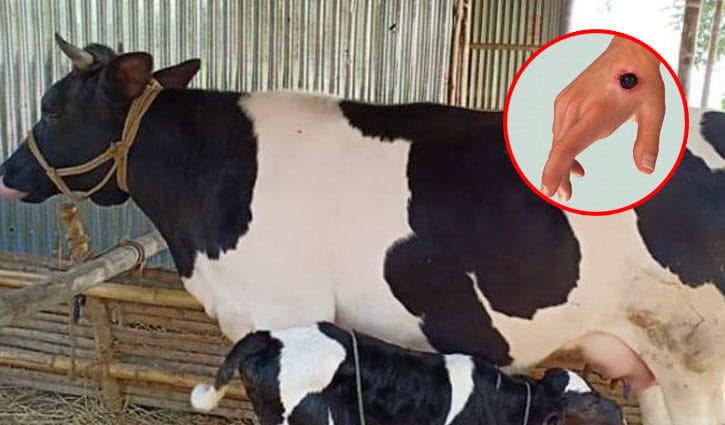 অ্যানথ্রাক্স ঝুঁকি: ঝালকাঠিতে স্বাস্থ্য পরীক্ষা ছাড়াই চলছে পশু জবাই