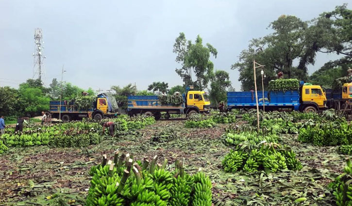 ‘দশমাইল’ কলার হাটে দিনে কোটি টাকার বেচাকেনা