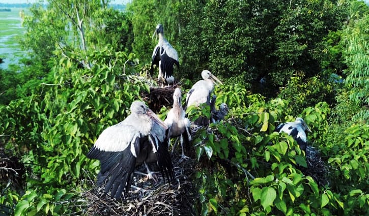 শীতের আগেই চলনবিলে অতিথি পাখিতে ভরপুর