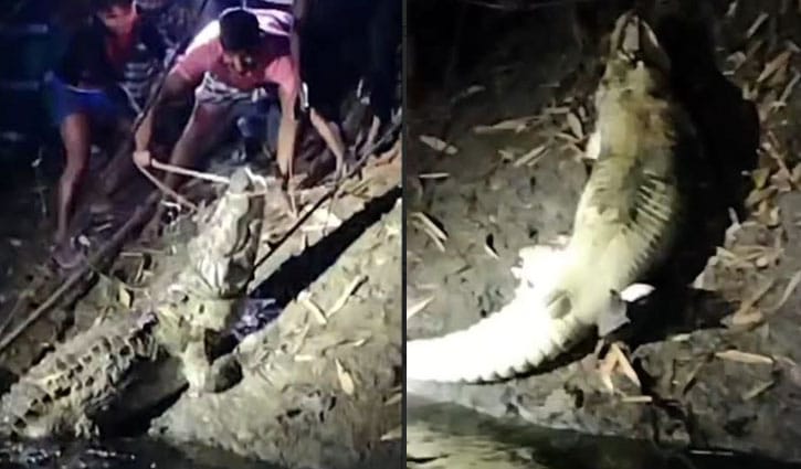 মানিকগঞ্জে ফাঁদ পেতে কুমির ধরলো এলাকাবাসী