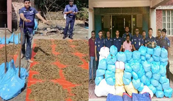 কুমিল্লায় ইউপি সদস্যের বাড়ির ছাদে শুকানো হচ্ছিল গাঁজা