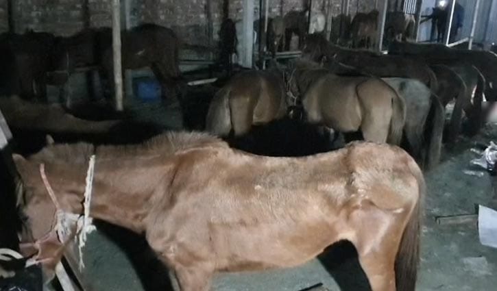 গাজীপুরে ৩৭টি রুগ্ন ঘোরা ও ৫ মণ মাংস জব্দ