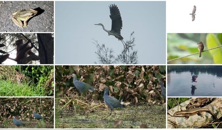 নোবিপ্রবিতে ১৩১ প্রজাতি বন্যপ্রাণী শনাক্ত