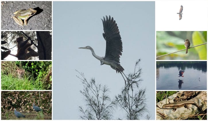 নোবিপ্রবিতে ১৩১ প্রজাতি বন্যপ্রাণী শনাক্ত