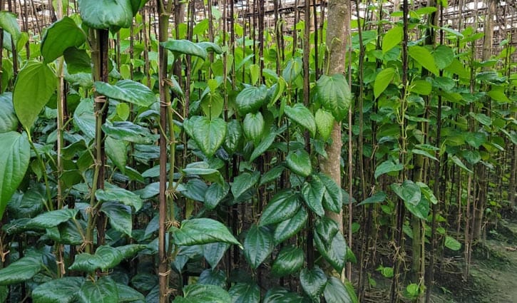 কম দামে দুশ্চিন্তায় মানিকগঞ্জের পানচাষিরা