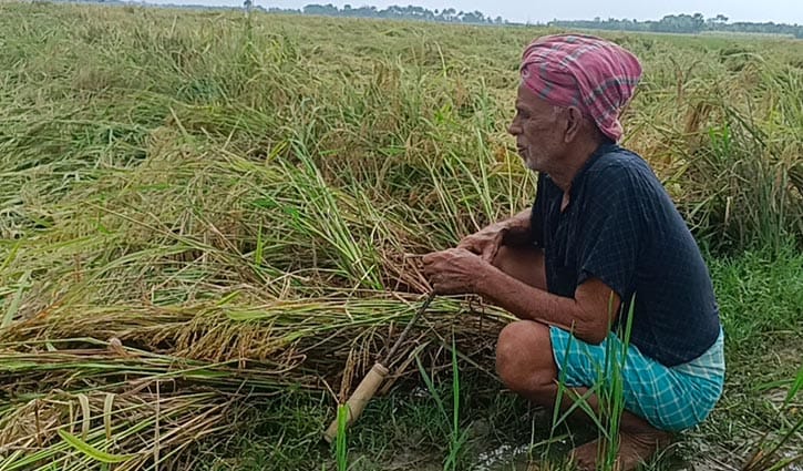 গোপালগঞ্জে আমনের ক্ষতির শঙ্কা, ধান কাটার পরামর্শ কৃষি বিভাগের